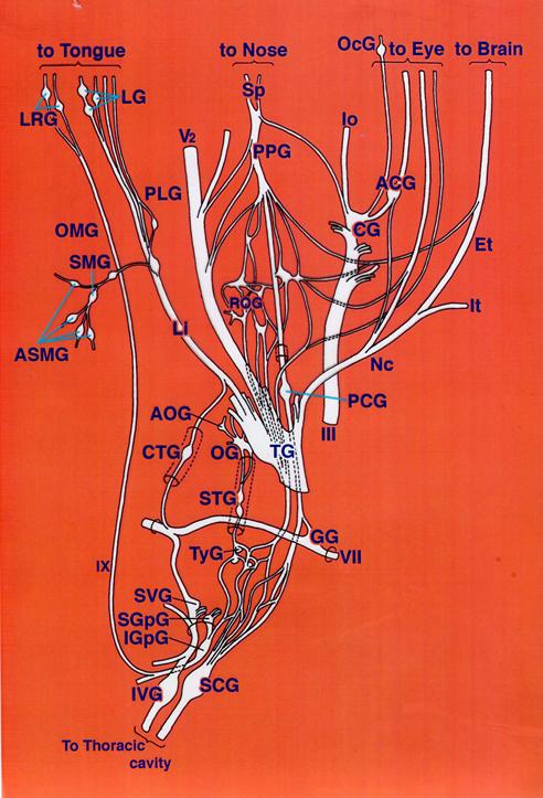 頭部神経解剖図